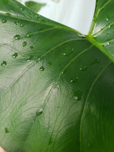 Load image into Gallery viewer, Stingray, Exact Plant, Alocasia
