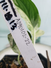 Load image into Gallery viewer, Pinnatum Marble, exact plant, variegated Epipremnum, ships nationwide
