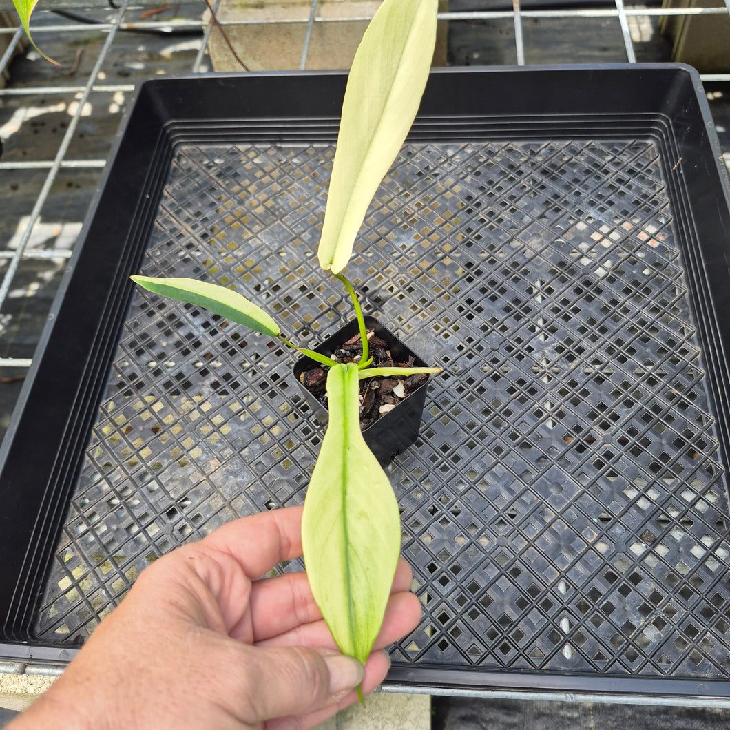 Philodendron Joepii Variegated, Exact Plant Ships Nationwide