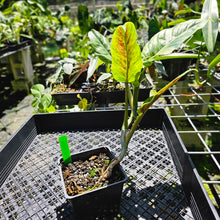Load image into Gallery viewer, Philodendron Subhastatum, Exact Plant Variegated
