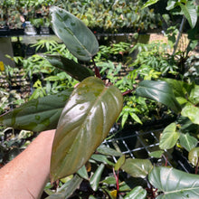 Load image into Gallery viewer, Philodendron Dark Lord 2.5" pot, Fedex 2day*
