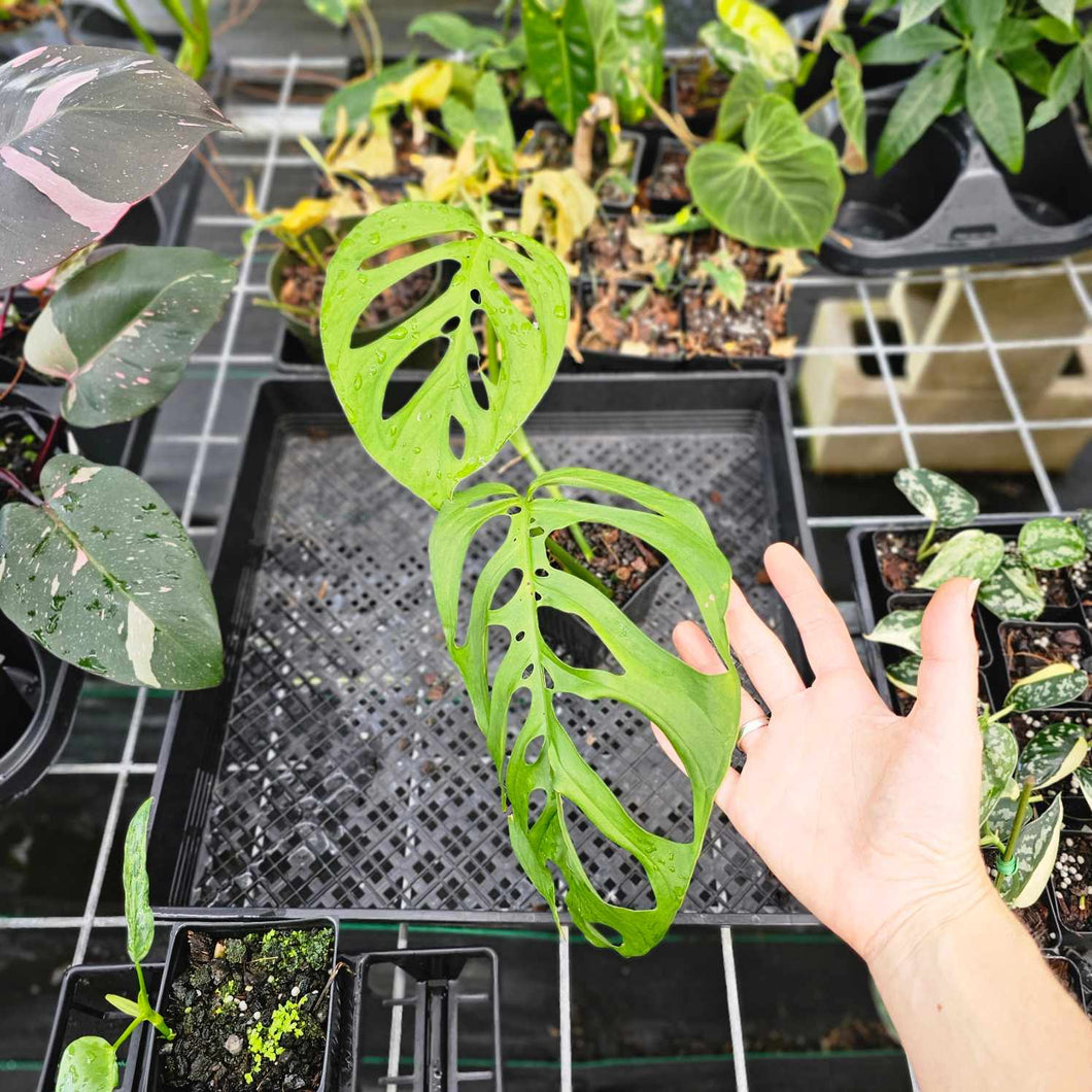 Monstera Esqueleto, Exact Plant Ships Nationwide