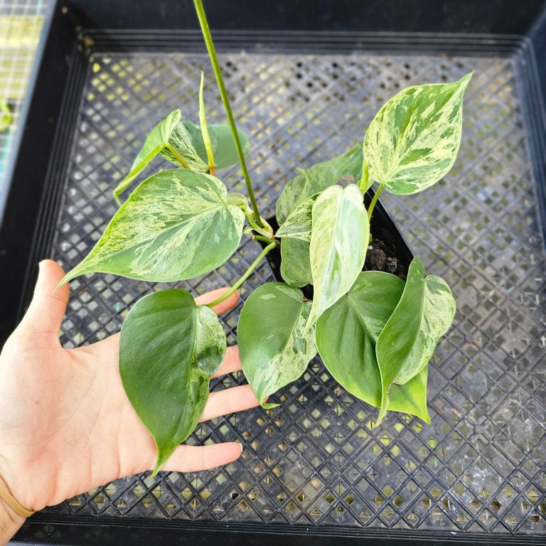 Philodendron Hederaceum, Heart Leaf, Exact Plant Variegated 2 plants, 4'' pot Ships Nationwide