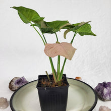 Load image into Gallery viewer, Syngonium Pink Spot, Exact Plant Variegated Ships Nationwide
