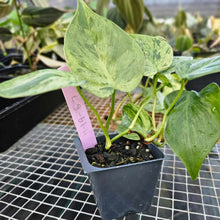 Load image into Gallery viewer, Philodendron Hederaceum, Heart Leaf, Exact Plant Variegated Ships Nationwide
