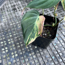 Load image into Gallery viewer, Philodendron Hederaceum Micans Aurea, Exact Plant Variegated Ships Nationwide
