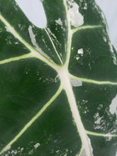 Load image into Gallery viewer, Frydek, Exact Plant, variegated Alocasia
