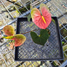 Load image into Gallery viewer, Anthurium Anuenue Obake bicolor, pink/ green, Exact Plant
