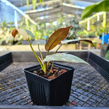 Load image into Gallery viewer, Philodendron Atabapoense, Exact Plant 4&quot; variegated Ships Nationwide

