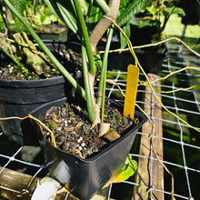 Load image into Gallery viewer, Philodendron Holtonianum, Exact Plant
