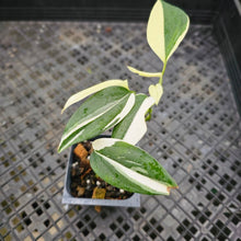 Load image into Gallery viewer, Scindapsus Blue Albo, Exact Plant Variegated Ships Nationwide
