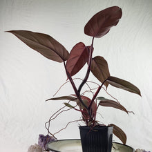 Load image into Gallery viewer, Philodendron Dark Lord, Exact Plant double plant
