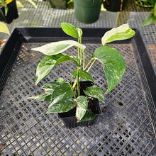 Load image into Gallery viewer, Epipremnum Pinnatum Albo, Exact Plant Variegated Ships Nationwide
