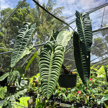 Load image into Gallery viewer, Anthurium Veitchii exact plant, Fedex 2day*
