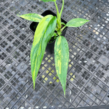 Load image into Gallery viewer, Philodendron Domesticum, Variegated , Fedex 2 day*
