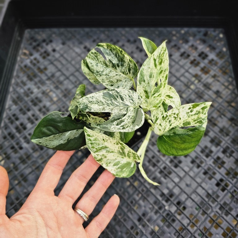 Epipremnum Pinnatum Marble, Exact Plant Variegated Ships Nationwide