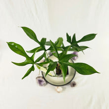 Load image into Gallery viewer, Philodendron Quercifolium x Pedatum, Exact Plant Ships Nationwide
