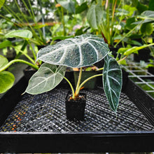 Load image into Gallery viewer, Alocasia Grandis, Exact Plant
