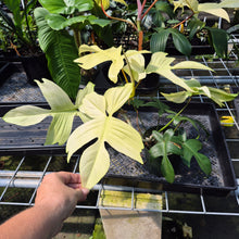 Load image into Gallery viewer, Philodendron Florida Ghost exact plant, Fedex 2day*
