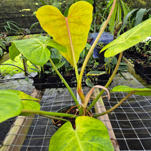 Load image into Gallery viewer, Philodendron Goldiana, Exact Plant Ships Nationwide
