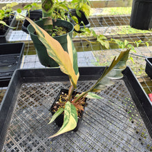 Load image into Gallery viewer, Philodendron Caramel Marble, Exact Plant Variegated Ships Nationwide
