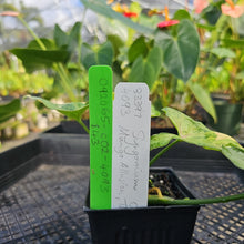 Load image into Gallery viewer, Syngonium Mango Allusion, Orm Thong, Exact Plant Variegated Ships Nationwide
