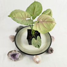 Load image into Gallery viewer, Syngonium Green Splash, Exact Plant Variegated Ships Nationwide
