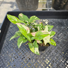 Load image into Gallery viewer, Syngonium Red Spot Tricolor, Exact Plant Variegated 4 plant pot Ships Nationwide
