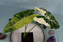 Load image into Gallery viewer, Variegated Alocasia Frydek exact plant, ships nationwide
