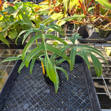 Load image into Gallery viewer, Philodendron Quercifolium, Exact Plant Ships Nationwide
