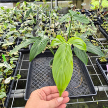 Load image into Gallery viewer, Philodendron Tripartitum exact plant, Fedex 2day*
