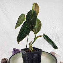 Load image into Gallery viewer, Philodendron Gigas, Exact Plant Ships Nationwide
