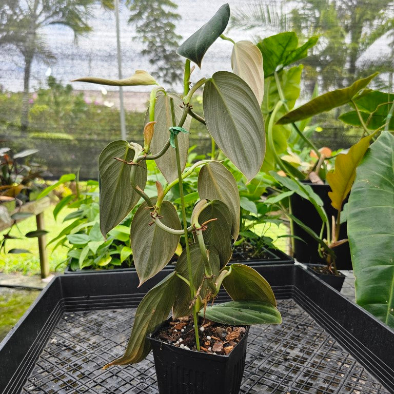 Philodendron Gigas hot - Bare Root