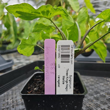 Load image into Gallery viewer, Syngonium Three Kings Magic Marble, Exact Plant Variegated Ships Nationwide

