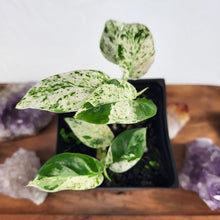 Load image into Gallery viewer, Epipremnum Pinnatum Marble, Exact Plant Variegated multi plant
