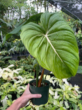 Load image into Gallery viewer, Philodendron Pastazanum 6" pot, Fedex 2day
