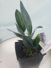 Load image into Gallery viewer, Scindapsus Treiubii Dark Form, Exact Plant
