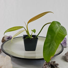 Load image into Gallery viewer, Philodendron Whipple Way, Exact Plant Variegated Ships Nationwide
