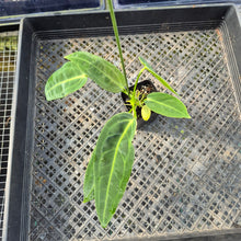 Load image into Gallery viewer, Anthurium Warocqueanum, Queen, Exact Plant Ships Nationwide
