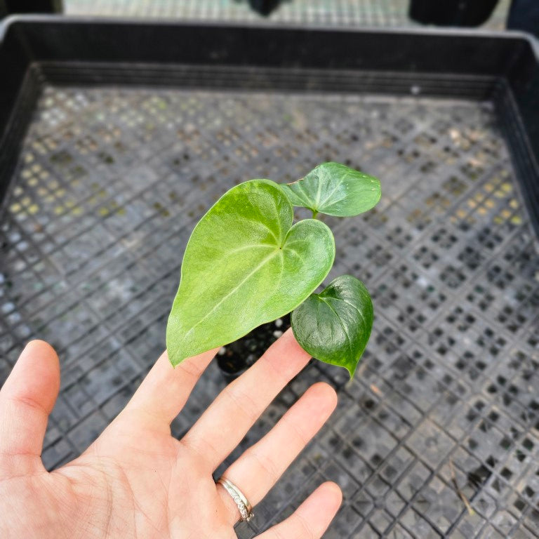 Anthurium Macrolobium, Exact Plant Ships Nationwide