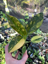 Load image into Gallery viewer, Philodendron Green Congo Nuclear Variegated 2.5" pot, Fedex 2day*
