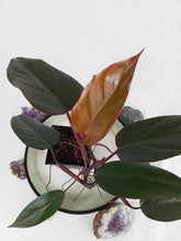 Load image into Gallery viewer, Philodendron Dark Lord, Exact Plant Ships Nationwide
