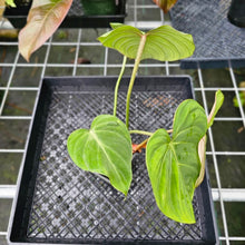 Load image into Gallery viewer, Philodendron Gloriosum, Pink Veined Back, Exact Plant
