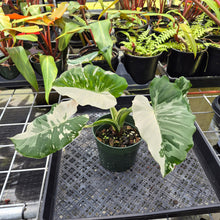 Load image into Gallery viewer, Alocasia Odora, Okinawa Silver, Exact Plant Variegated Ships Nationwide
