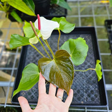 Load image into Gallery viewer, Anthurium Andraeanum White Heart, Exact Plant
