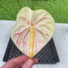 Load image into Gallery viewer, Anthurium Peppermint Splash, Shibori AFF, speckled , Exact Plant
