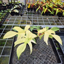 Load image into Gallery viewer, Philodendron Florida Ghost, Exact Plant Ships Nationwide
