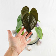 Load image into Gallery viewer, Anthurium Red Beauty, Exact Plant Ships Nationwide
