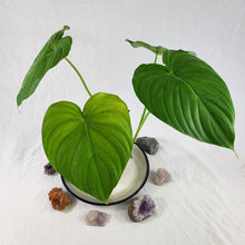 Load image into Gallery viewer, Philodendron Pastazanum, Exact Plant
