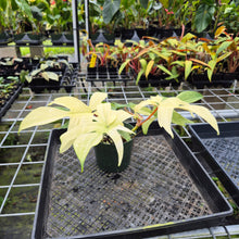Load image into Gallery viewer, Philodendron Florida Ghost, Exact Plant Ships Nationwide
